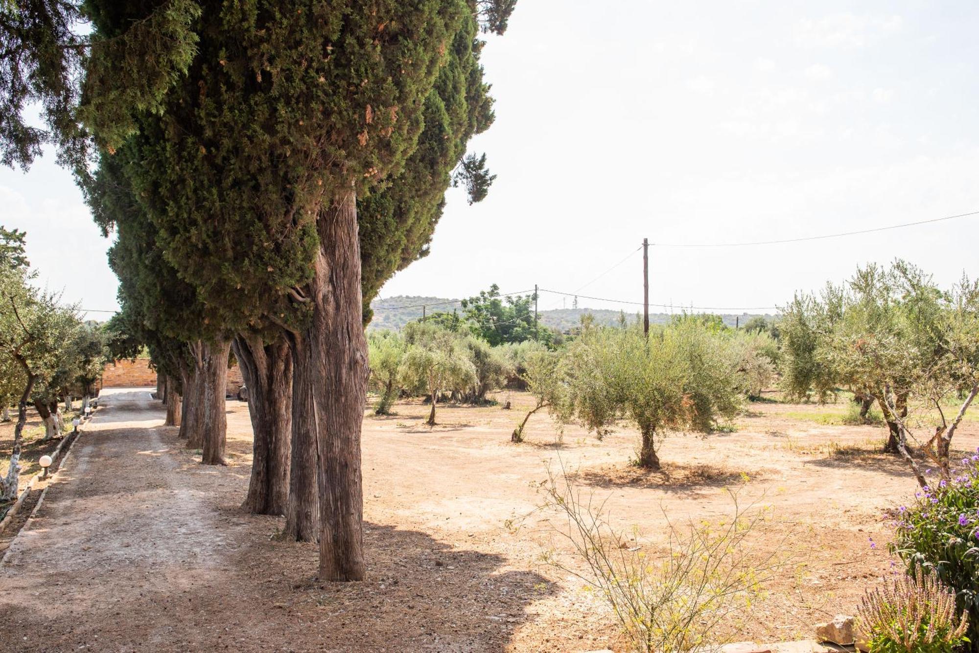 Calvocoressi Estate Chios Town Exteriör bild