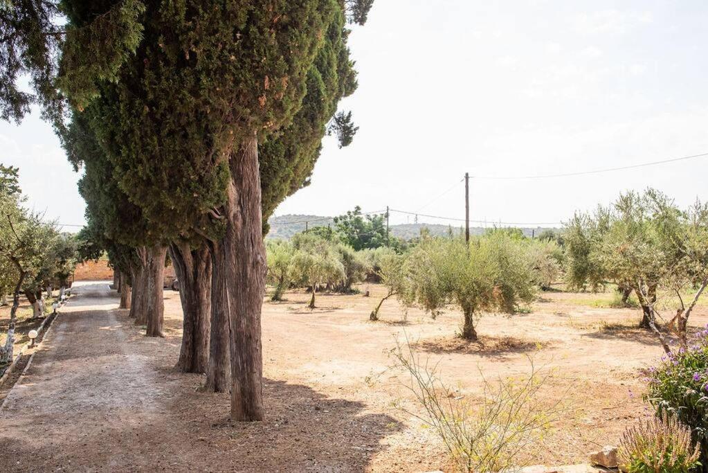 Calvocoressi Estate Chios Town Exteriör bild